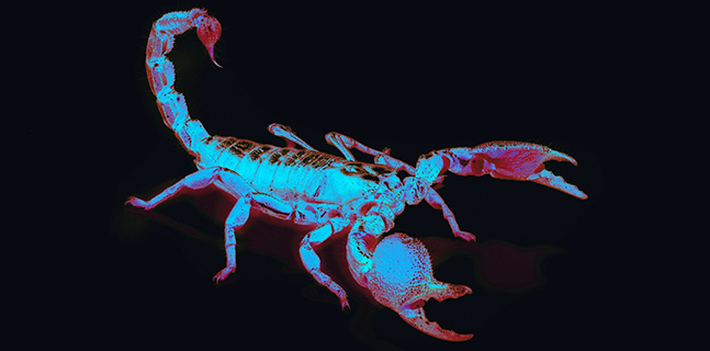 Tumor Paint BLZ-100, a molecule derived from scorpion venom that