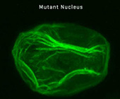 enews_2015_may_mutant_nucleus.jpg