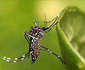 zika mosquito hutch enews july 2017